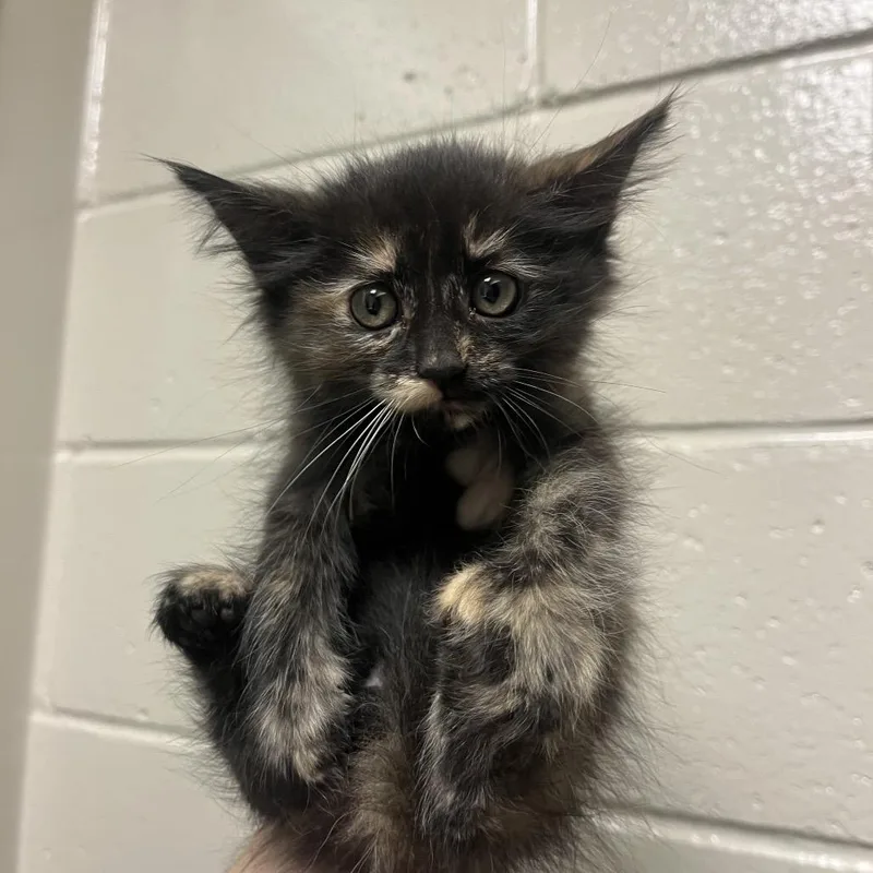 A baby small-sized female Tortoiseshell Domestic Medium Hair cat named Bubble Bath for adoption in Reno, NV