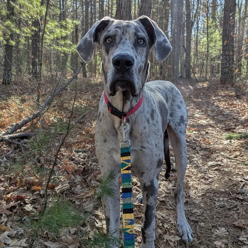 A young extra large-sized male Gray / Blue / Silver Great Dane dog named Boba for adoption in Kennebunk, ME