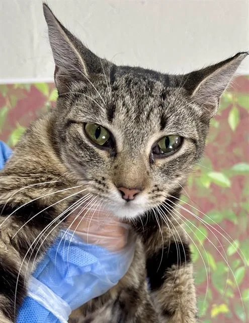 A young medium-sized female Domestic Short Hair cat named Magic for adoption in San Antonio, TX