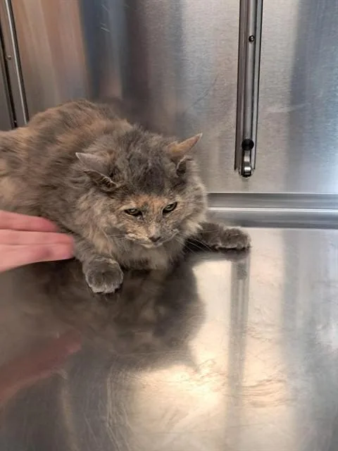 An adult small-sized female Domestic Medium Hair cat named Clara for adoption in Minneapolis, MN