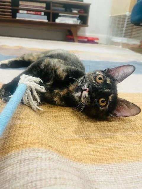 Brenda Flea thumbnail 2