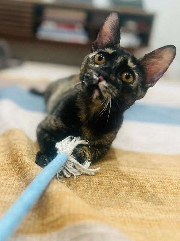 Brenda Flea thumbnail 3