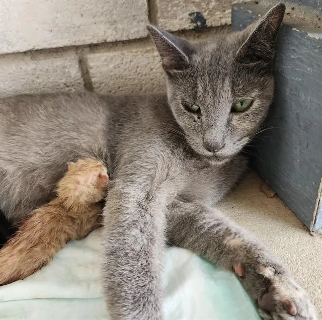 A young medium-sized female Domestic Short Hair cat named Moonie for adoption in San Antonio, TX
