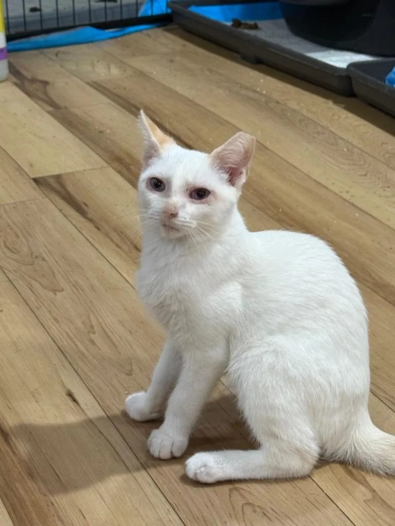 A baby large-sized male Domestic Short Hair cat named Judas for adoption in warrenville, SC