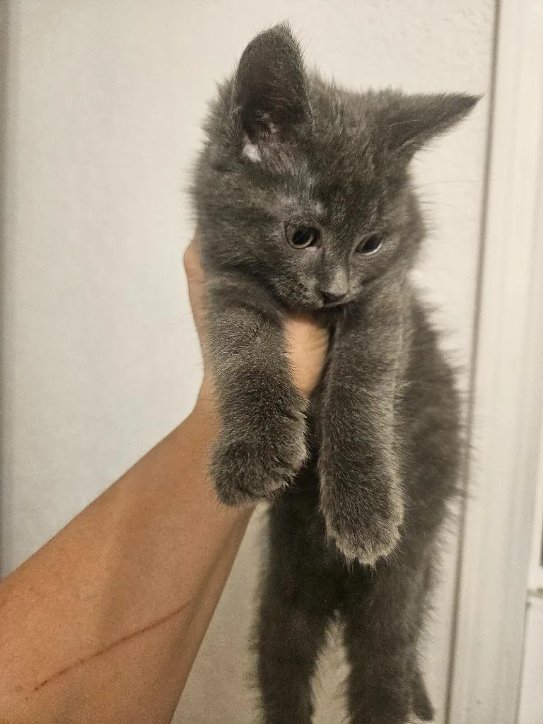 A baby medium-sized male Domestic Short Hair cat named Freddy for adoption in Johnson City, TN