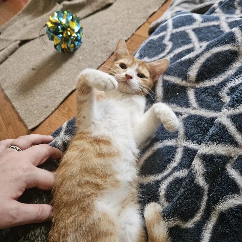 A young medium-sized female Orange / Red Domestic Short Hair cat named Isabella I for adoption in Columbia, MO