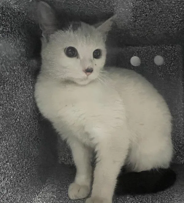 A baby small-sized female Domestic Short Hair cat named Little Ghost for adoption in Ridgewood, NY