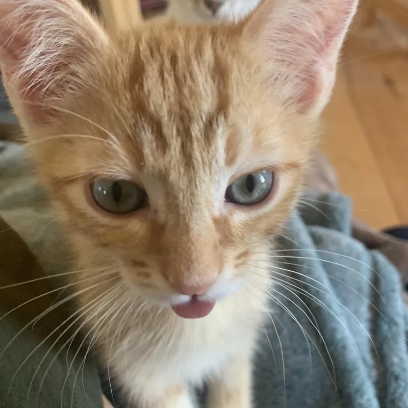 A baby small-sized male Orange / Red Domestic Medium Hair cat named Irwin for adoption in Taos, NM