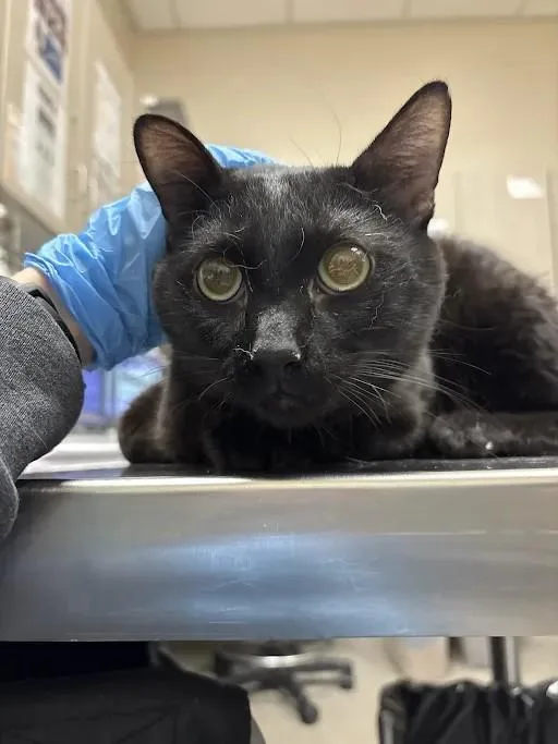 An adult small-sized male Domestic Short Hair cat named Twizzle for adoption in Las Vegas, NV