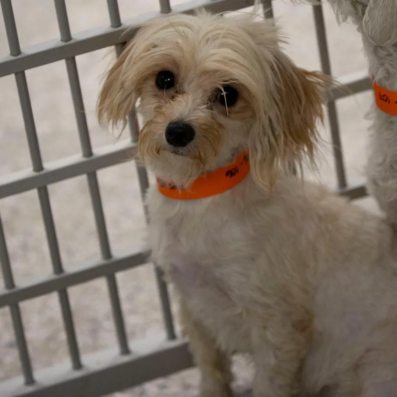 An adult small-sized female Apricot / Beige Coton de Tulear dog named Daisy for adoption in Peyton, CO
