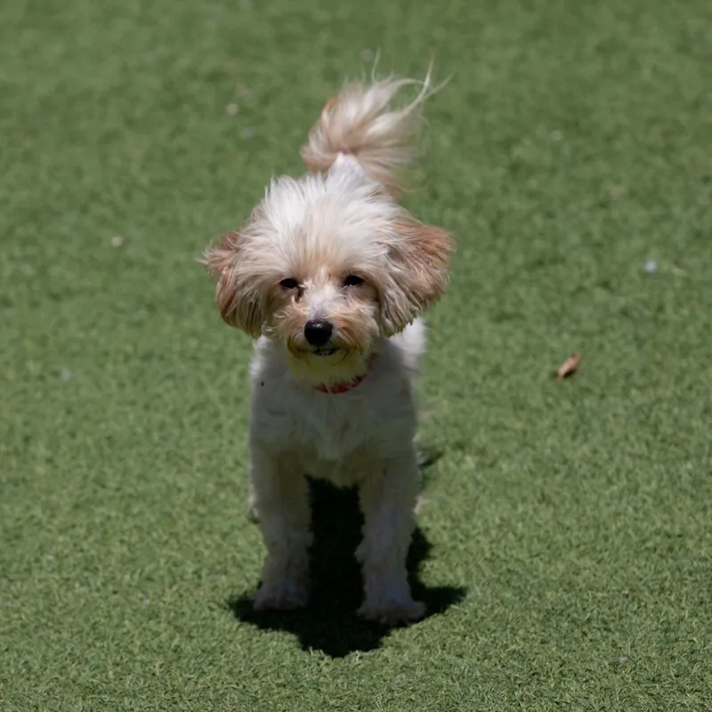 Daisy thumbnail 3