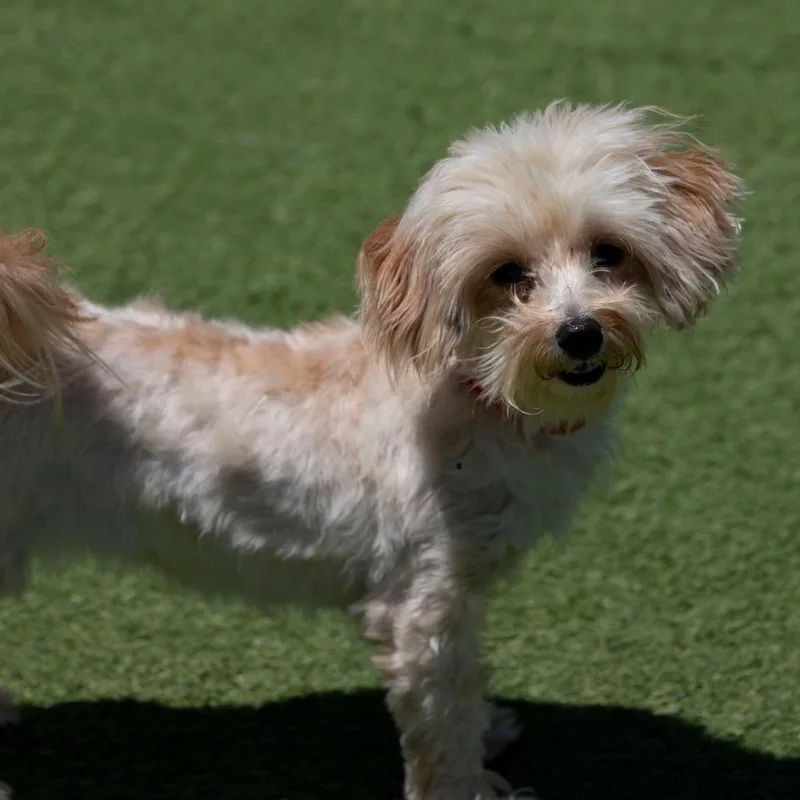 Daisy thumbnail 5