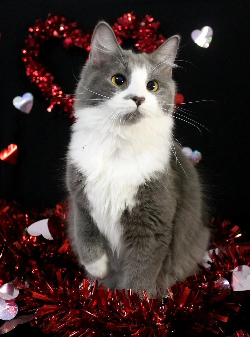 A young medium-sized female Gray & White Domestic Medium Hair cat named Mabel for adoption in Guthrie, OK