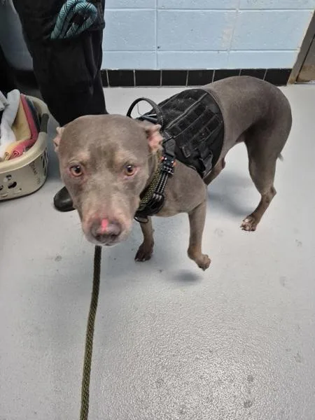 A senior large-sized female Pit Bull Terrier dog named Pen zelda for adoption in Lawrenceville, GA