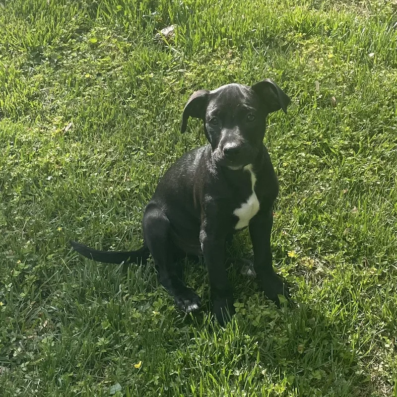 A baby medium-sized male Black Mixed Breed dog named Luffy for adoption in Columbia, MD