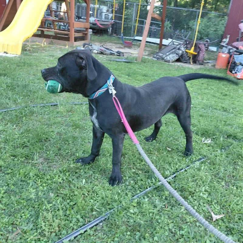 A young medium-sized male Black Pit Bull Terrier dog named Morgan Freeman for adoption in Martinez, CA