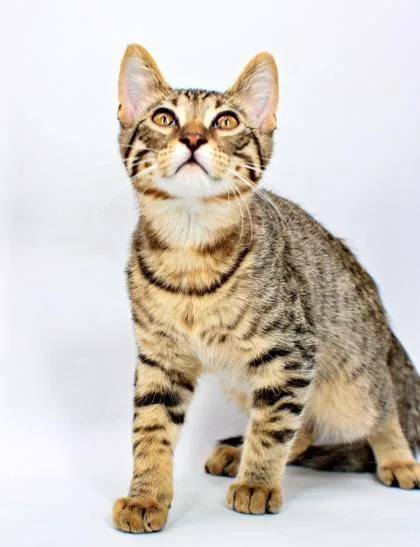 A baby small-sized male Domestic Short Hair cat named Gale for adoption in Morton Grove, IL