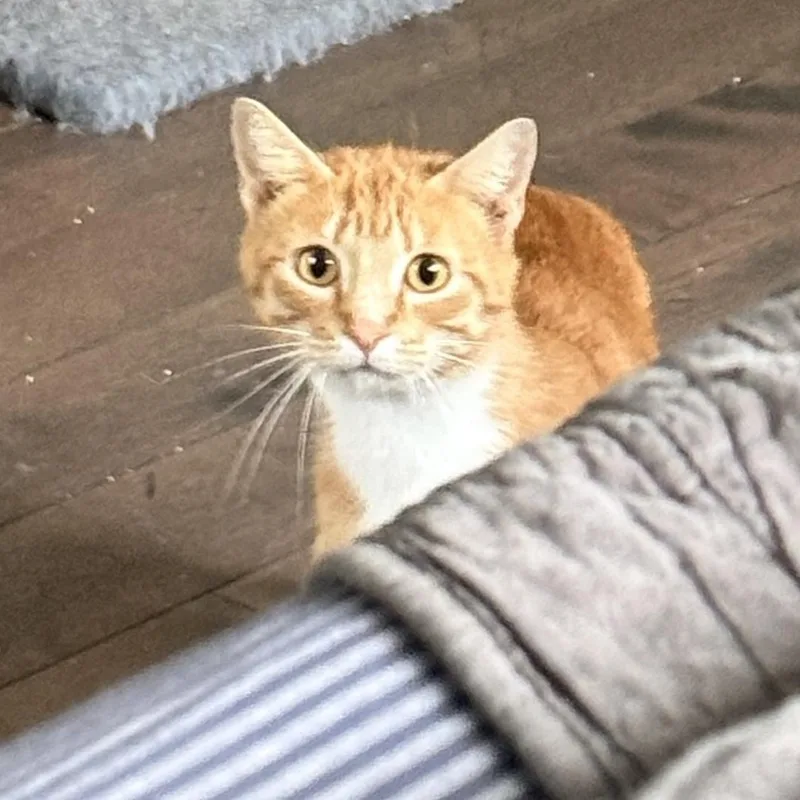 A young medium-sized female Orange & White Domestic Short Hair cat named Ginger for adoption in Hopkinton, MA