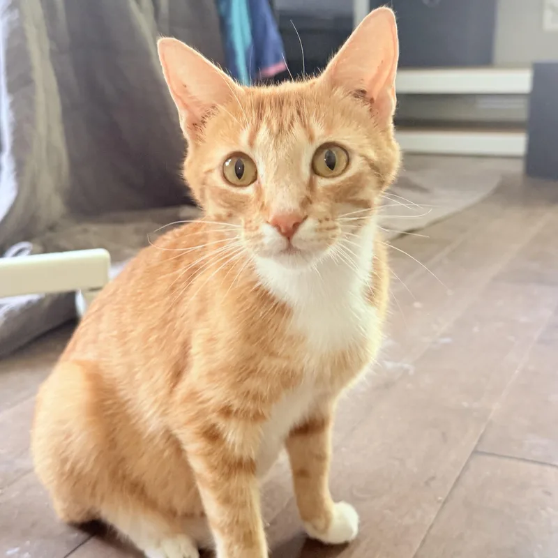 Ginger thumbnail 2