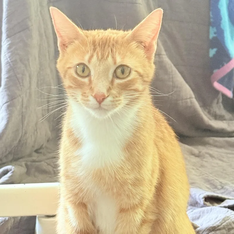 Ginger thumbnail 5