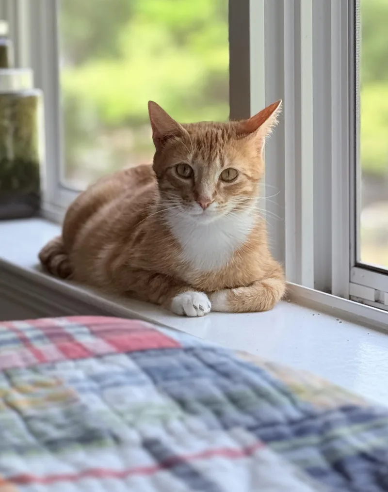 Ginger thumbnail 6