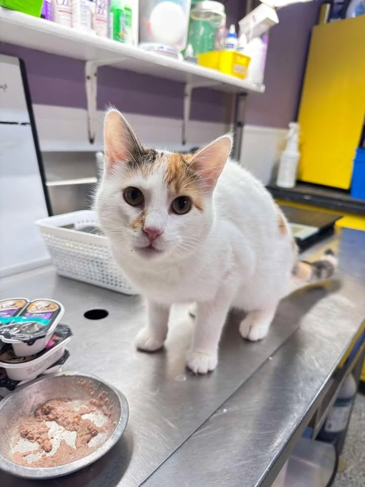 An adult medium-sized female Domestic Short Hair cat named Peaches for adoption in Knoxville, IA