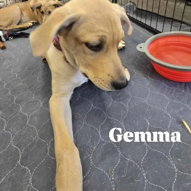 Gemma