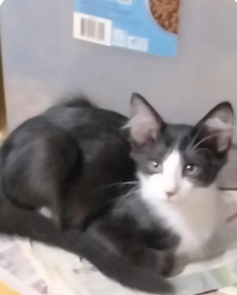 A baby medium-sized female Domestic Short Hair cat named Wendy for adoption in Herculaneum, MO