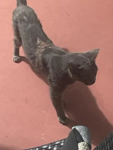 An adult large-sized female Russian Blue cat named Gizmo for adoption in West Palm Beach, FL