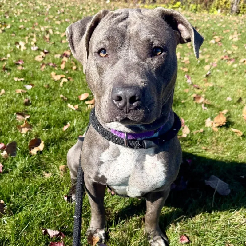 A young large-sized female Terrier dog named Truffle for adoption in North Syracuse, NY