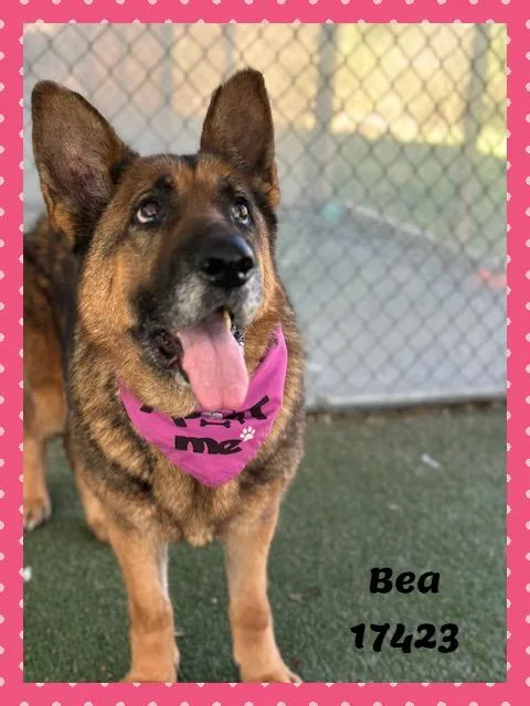 Bea See Also Teddy thumbnail 2