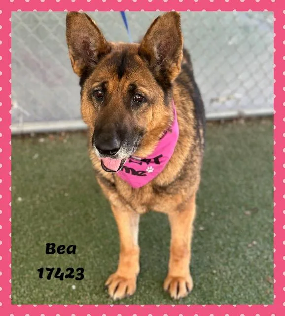 Bea See Also Teddy thumbnail 3