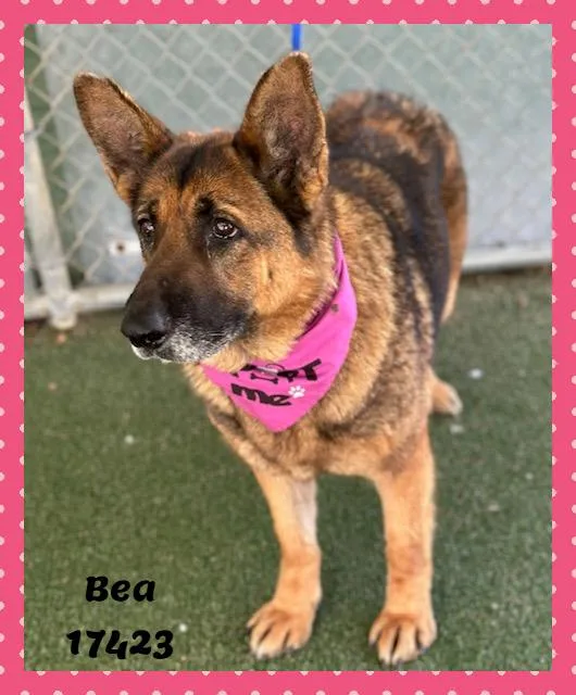 Bea See Also Teddy thumbnail 4