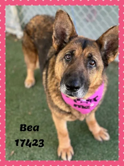 Bea See Also Teddy thumbnail 5