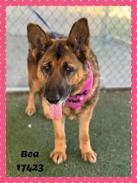 Bea See Also Teddy thumbnail 6