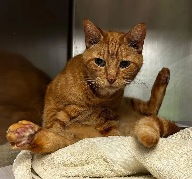 A senior medium-sized male Orange / Red Domestic Short Hair cat named Tabi for adoption in North Myrtle Beach, SC