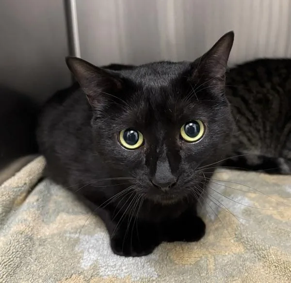 An adult large-sized male Domestic Short Hair cat named Spooky Bonded W for adoption in Silverdale, WA
