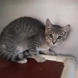 A young small-sized female Tabby (Gray / Blue / Silver) Domestic Short Hair cat named Spades for adoption in Marshall, NC