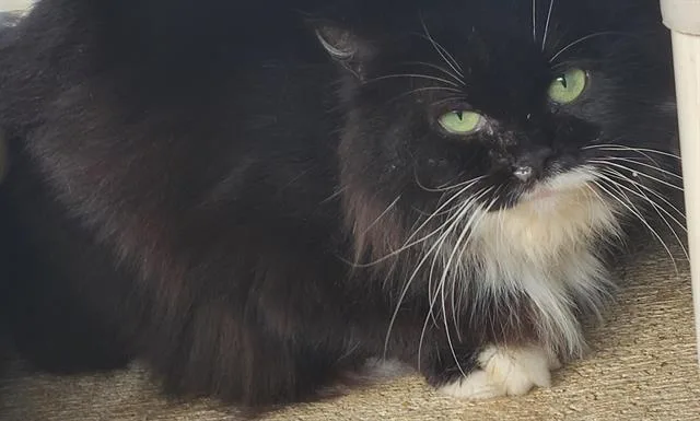 Sammy