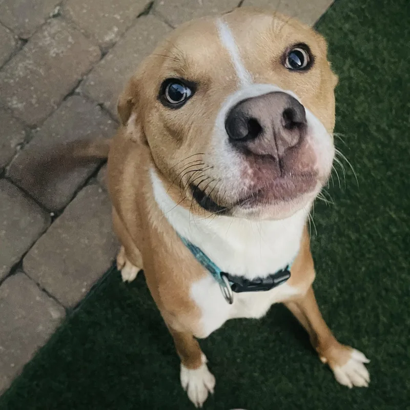 A young medium-sized male Apricot / Beige Mixed Breed dog named Noah for adoption in Houston, TX
