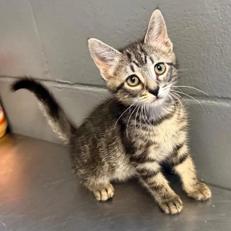 A baby small-sized female Gray / Blue / Silver Domestic Short Hair cat named Elsa for adoption in Pasadena , MD