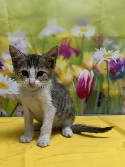 A baby small-sized male Domestic Short Hair cat named Squiggle for adoption in San Antonio, TX