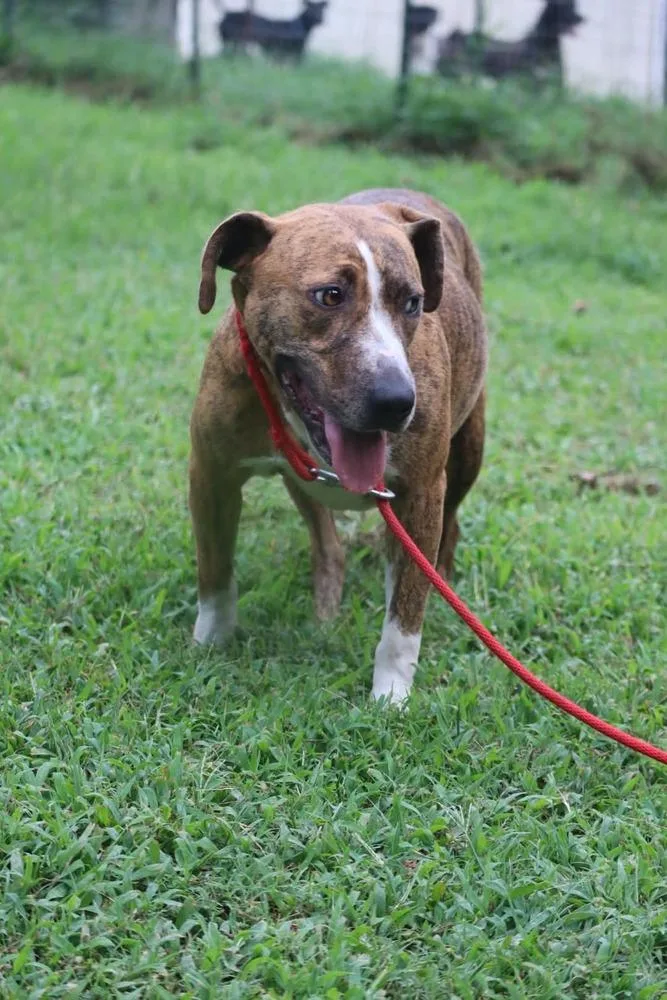 An adult large-sized female Pit Bull Terrier dog named Lacy for adoption in Statesville, NC