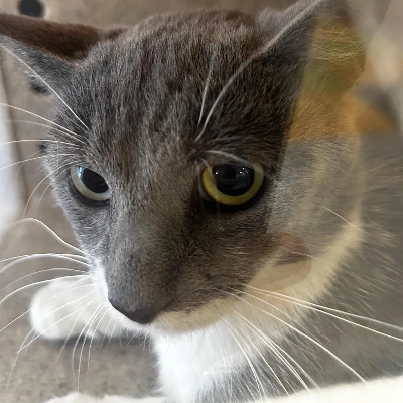 An adult medium-sized male Gray / Blue / Silver Domestic Short Hair cat named Sansa for adoption in Philadelphia, PA