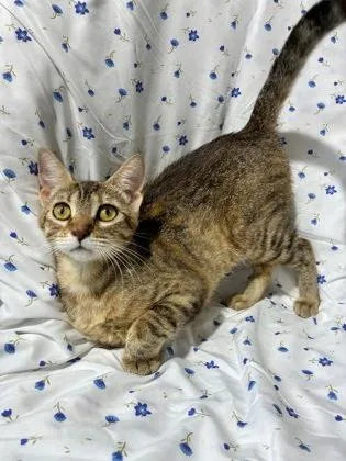 An adult medium-sized female Domestic Medium Hair cat named Sadie for adoption in New Orleans, LA