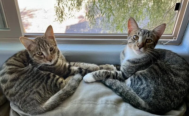 Bob  Bonded With thumbnail 2