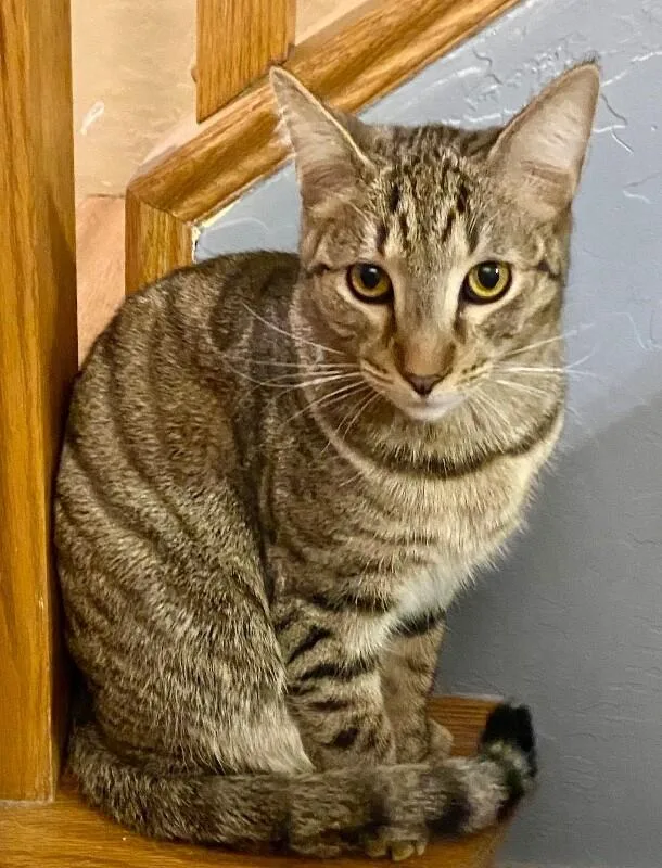 Bob  Bonded With thumbnail 3