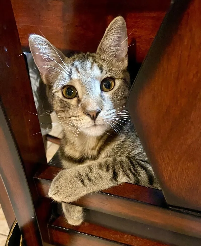 Bob  Bonded With thumbnail 6