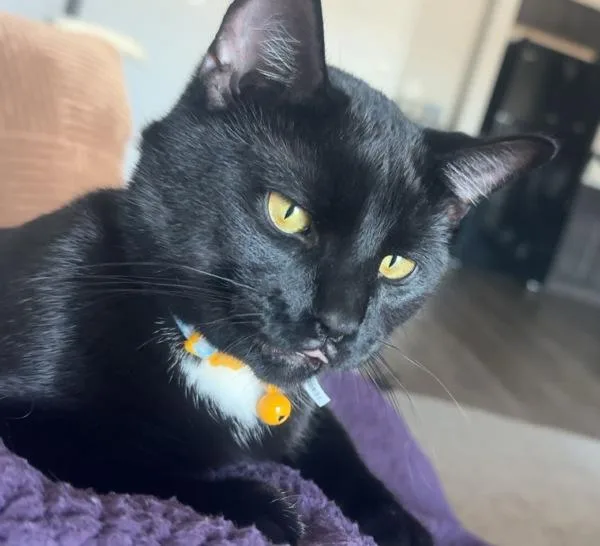 A young medium-sized male Domestic Short Hair cat named Prosciutto for adoption in Des Moines, IA