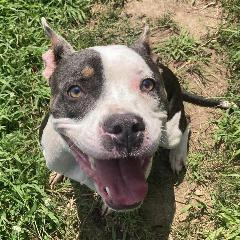 A young medium-sized female Tricolor (Brown, Black, & White) Mixed Breed dog named Kawaii for adoption in Mishawaka, IN